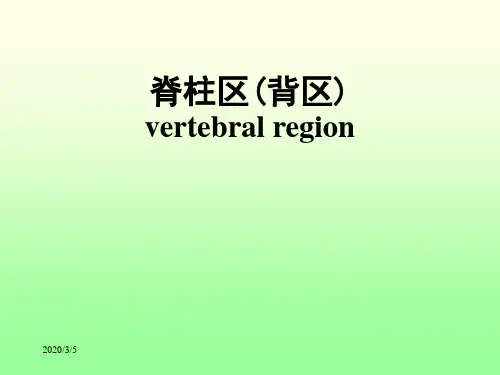 局部解剖学-脊柱区(背区)