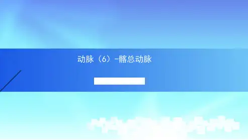 动脉6人体解剖学