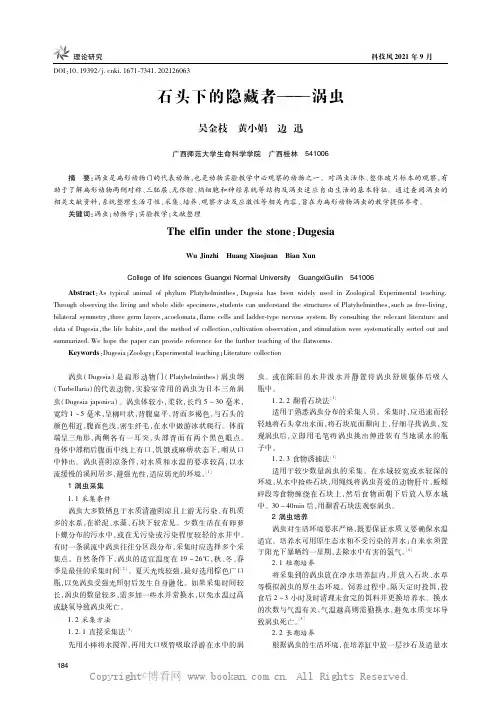 石头下的隐藏者——涡虫