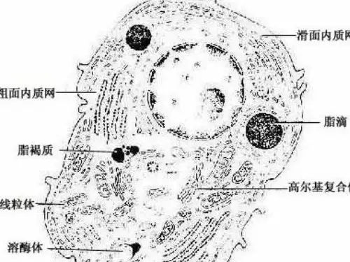 人体解剖学课件第一章人体基本结构