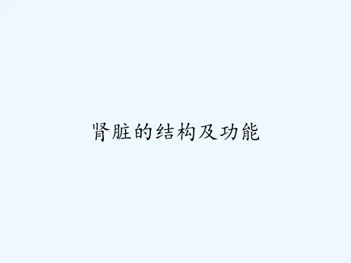 肾脏的结构及功能ppt