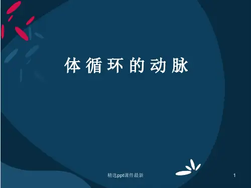 体循环的动脉 PPT课件