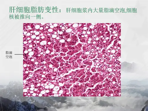 病理学实验切片考试题图集