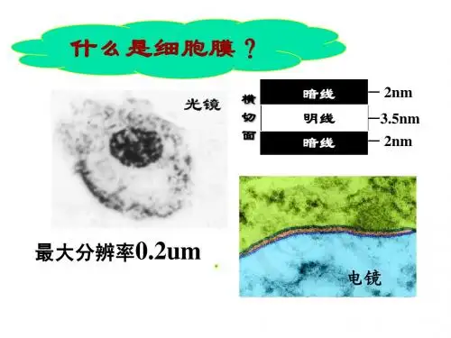 细胞生物学第四章 细胞膜
