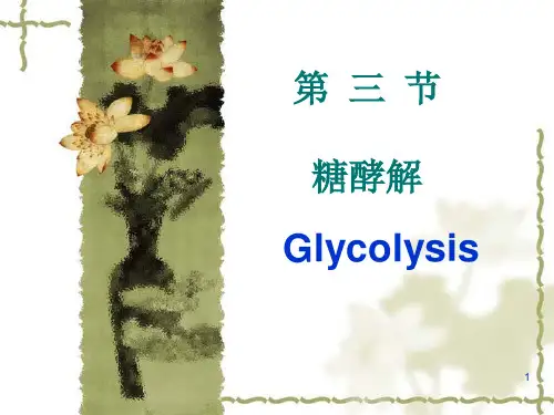 糖酵解PPT精选文档