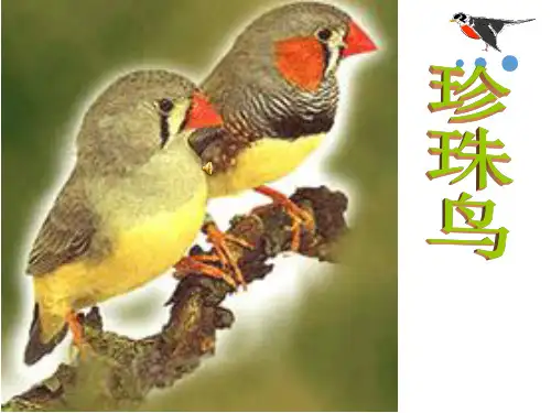 4《珍珠鸟》课件(共27张PPT)