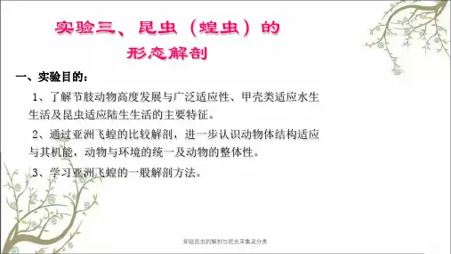 实验昆虫的解剖与昆虫采集及分类
