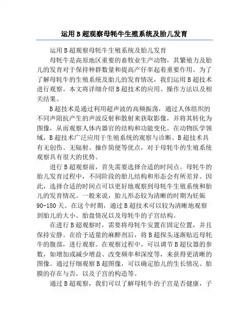 运用B超观察母牦牛生殖系统及胎儿发育