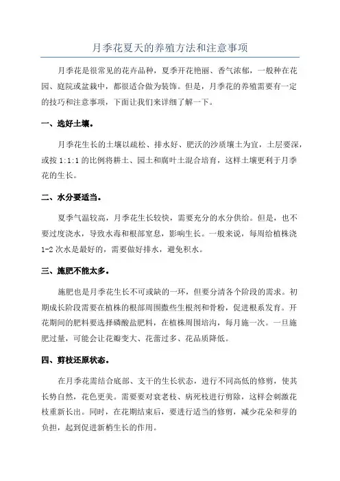 月季花夏天的养殖方法和注意事项