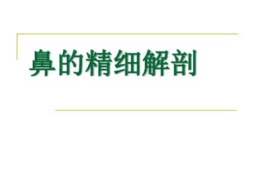 鼻解剖