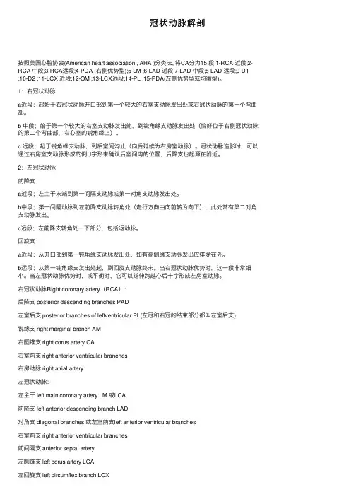 冠状动脉解剖