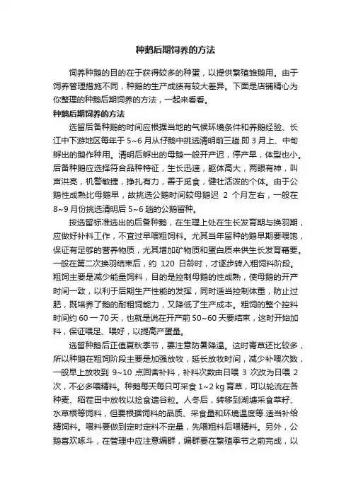 种鹅后期饲养的方法