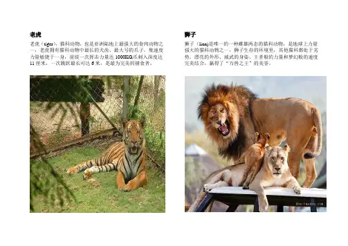 自编动物介绍+图片