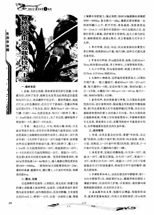 黄秋葵大田高效栽培技术(上)