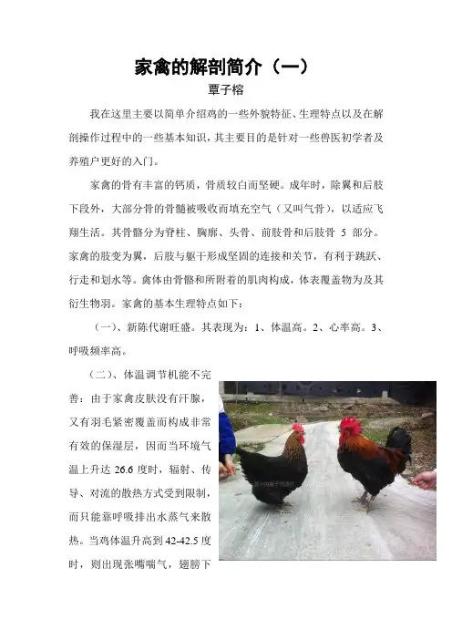 家禽的解剖简介
