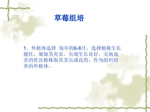 草莓组培
