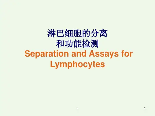 淋巴细胞的分离和功能检测
