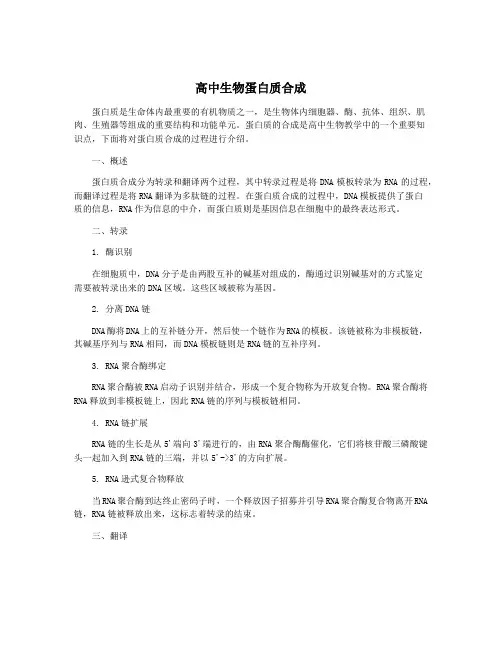 高中生物蛋白质合成