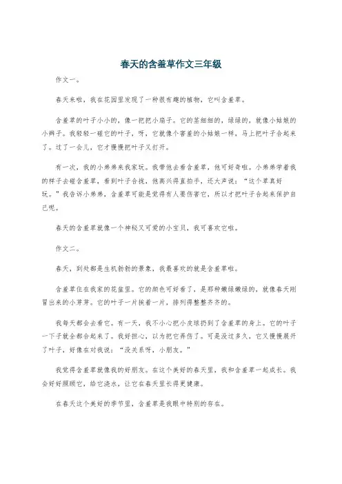 春天的含羞草作文三年级