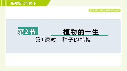 2024年浙教版七年级下册科学第1章代代相传的生命第4节植物的一生第1课时种子的结构
