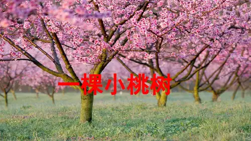 七年级语文部编版下册第19课《一颗小桃树》课件(共27张PPT)