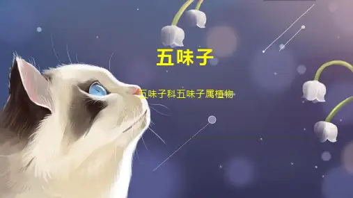 五味子    