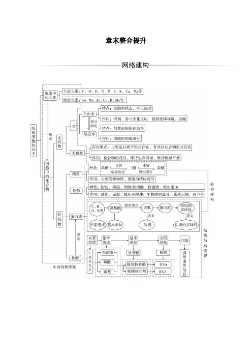 高中生物学必修1 第2章 章末整合提升