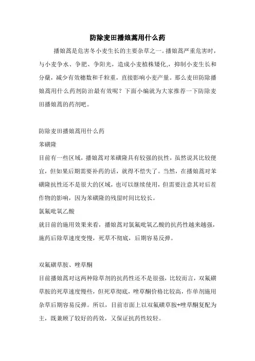 防除麦田播娘蒿用什么药