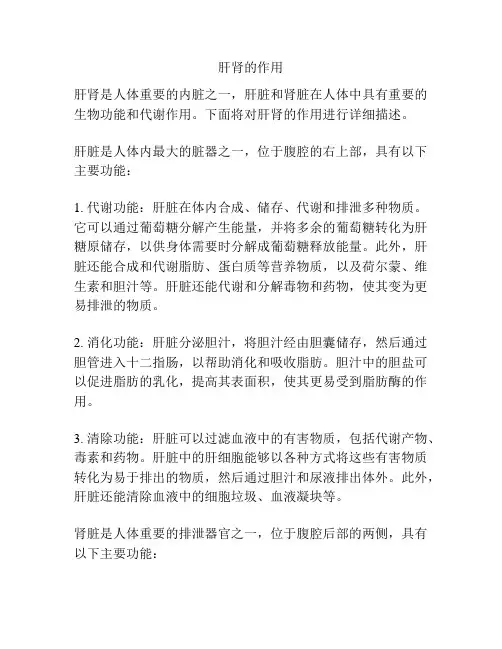 肝肾的作用