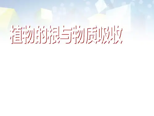 《植物的根与物质吸收》PPT 图文