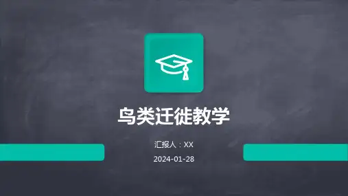 鸟类迁徙教学