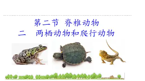 2.2.2两栖动物和爬行动物课件-2024-2025学年人教版生物七年级上册