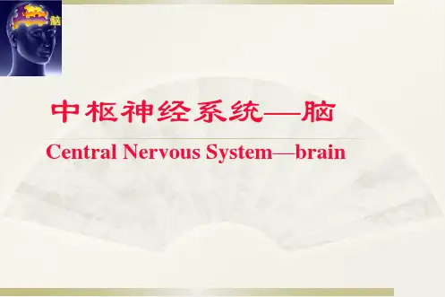 端脑