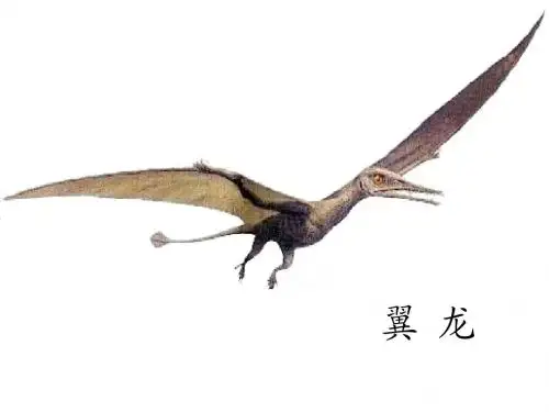 人教版小学语文教学课件《恐龙》课件