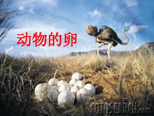 四年级下 - 动物的卵教科版ppt精美课件 (共40张PPT)