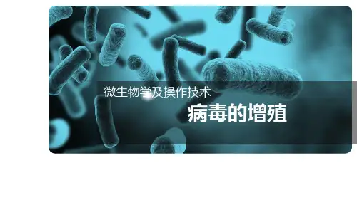 病毒—病毒的增殖