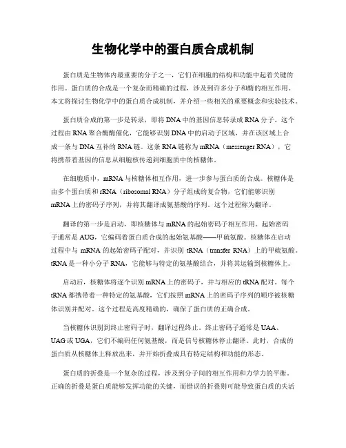 生物化学中的蛋白质合成机制
