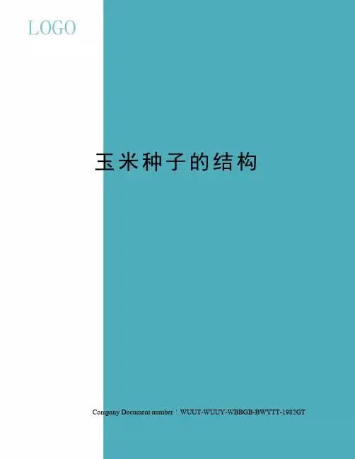 玉米种子的结构