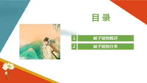 被子植物门 被子植物分类 菊科 药用植物识别课件