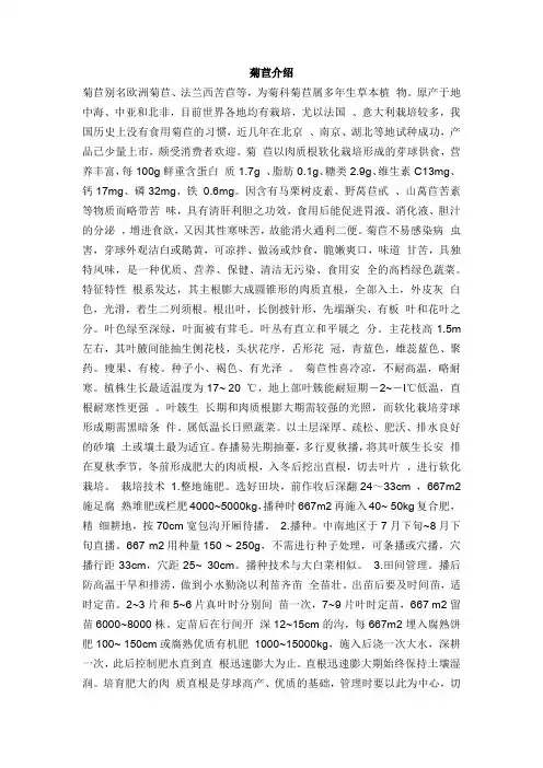 菊苣介绍