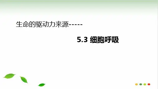 【人教版教材】高中生物必修1 第5章第3节 细胞呼吸 上课课件15PPT