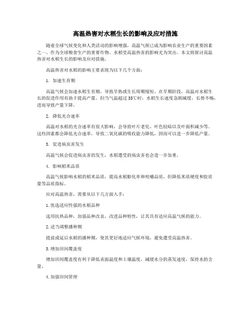 高温热害对水稻生长的影响及应对措施