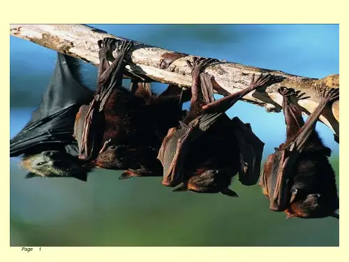 《蝙蝠和雷达》课件