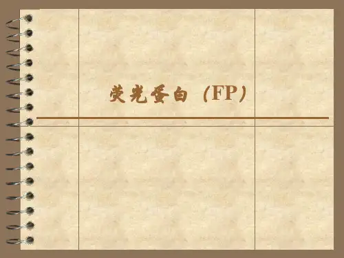 荧光蛋白
