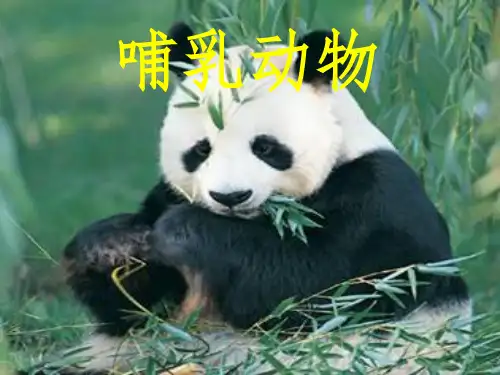 哺乳动物1ppt课件