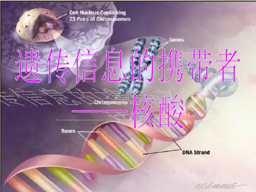 高一生物必修1第二章第三节核酸 PPT课件 图文