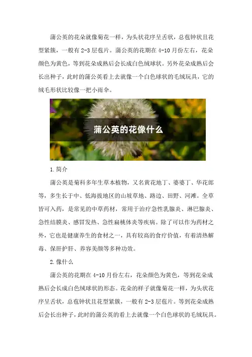 蒲公英的花像什么,是什么颜色