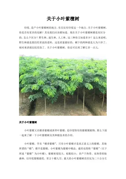 关于小叶紫檀树