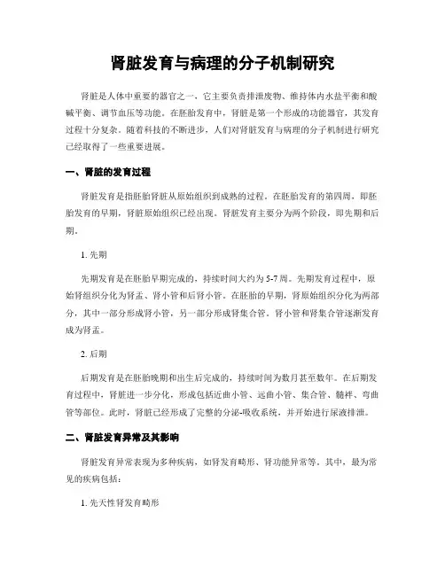 肾脏发育与病理的分子机制研究