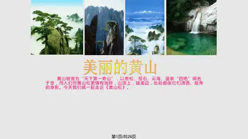 黄山松PPT课件